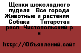 Щенки шоколадного пуделя - Все города Животные и растения » Собаки   . Татарстан респ.,Чистопольский р-н